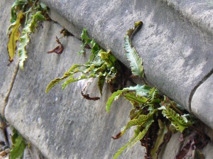 Plants growing in cracks in the cloisters of Westminster Abbey